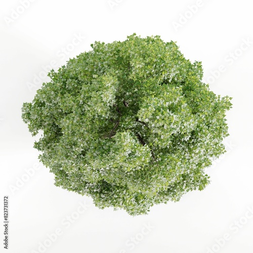 an overhead view of green leaves and a tree on white background