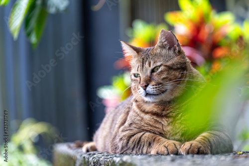 Cat sit on road with green natural bokeh background in Houtong cat village, city, Taiwan.