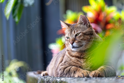 Photography Cat sit on road with green natural bokeh background in Houtong cat village, city, Taiwan