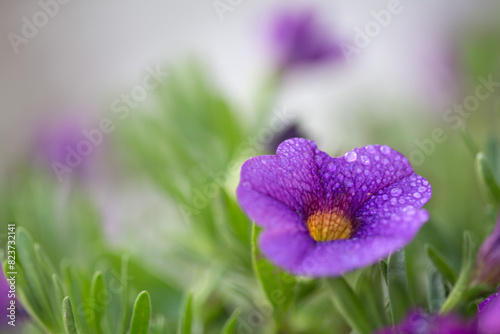 Violet petunia close up isolated on blur background.