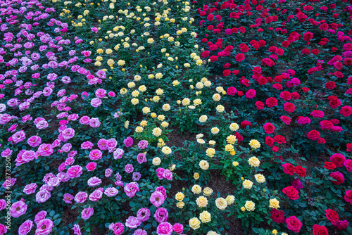 Pink Yellow Red roses bushes mixed in field grown in flower show - floral nature background