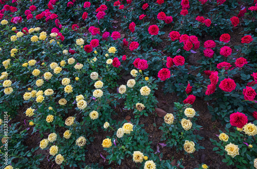 Yellow and red roses bushes mixed in field grown in flower show - floral nature background