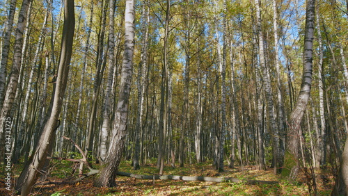 Morning in autumn forest. Beautiful forest in autumn with bright sun shining through trees. Tilt up.