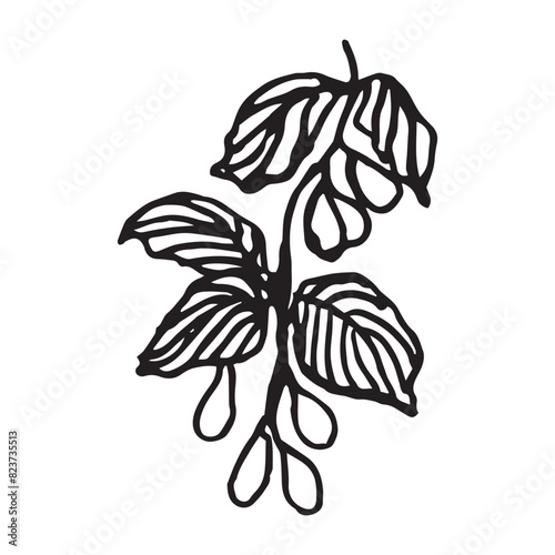Dogwood Berries, Cornus Fruit hand drawn vector illustration