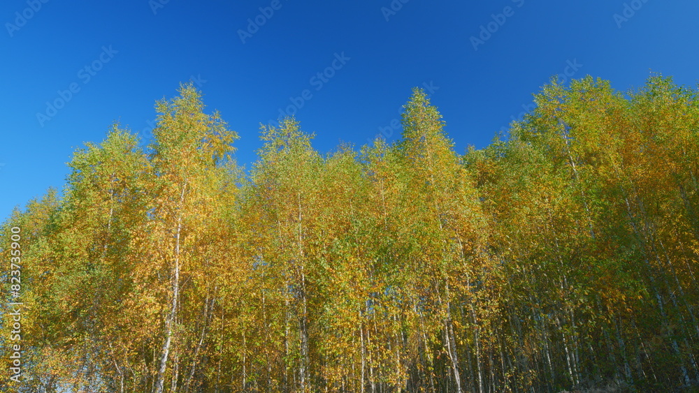 Leaves changing colors in fall. Autumn forest park landscape with orange trees. Real time.