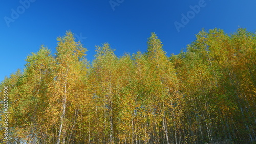 Leaves changing colors in fall. Autumn forest park landscape with orange trees. Real time.