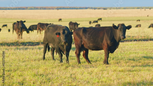 Cattle brazing in fields. Black angus cows as herd. Powerful black cow that eats grass. Static view. © artifex.orlova