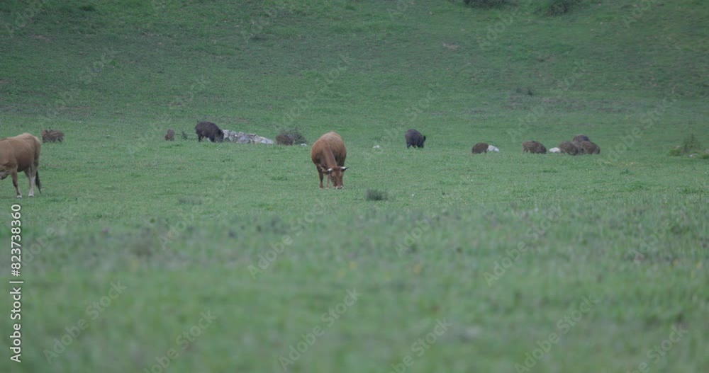 Cute wild boar herd with small piglets in green field running and walking next to cow eating fresh grass at dusk Cute wild boar herd with small piglets in green field running and walking next to cow eating fresh grass at dusk