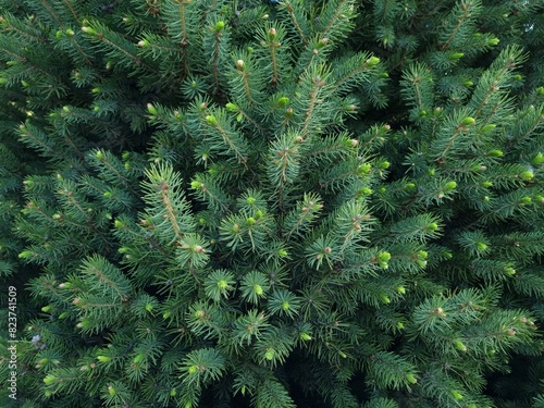 Fir branches with needles close-up