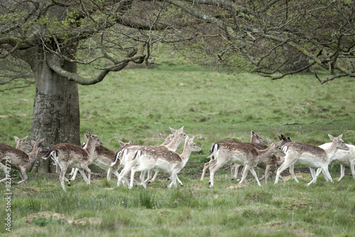 herd of beautiful fallow deer in the English countryside