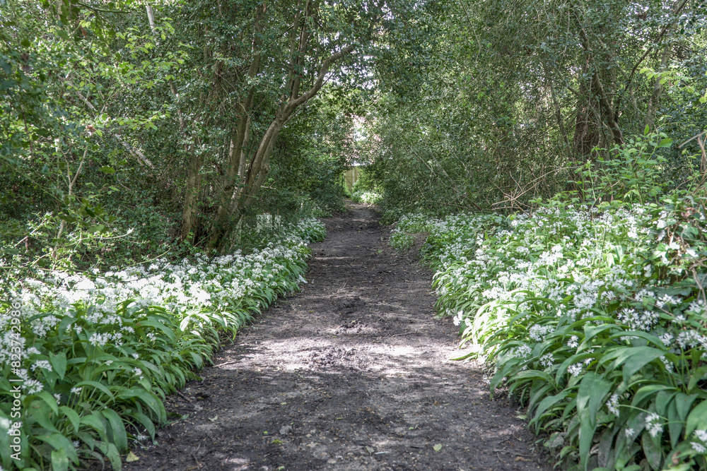 footpath through flowering allium ursinum known as wild garlic a beautiful and edible plant in its natural habitat footpath through flowering allium ursinum known as wild garlic a beautiful and edible plant in its natural habitat