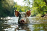a pig swims in a deep river