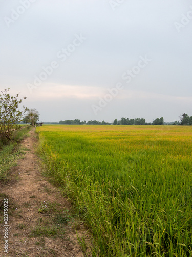 The small dirt road along the paddy field.