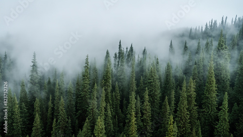 Misty Evergreen Forest in Pacific Northwest With Fog And Clouds Passing Through
