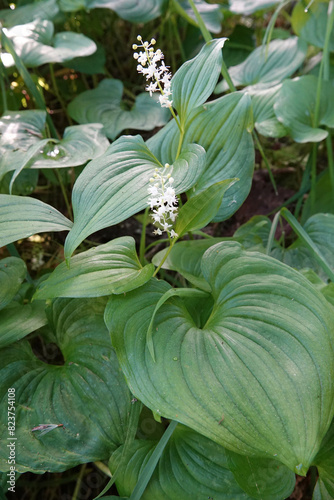 Vertical closeup on the North-American snakeberry or two-leaved Solomon's seal, Maianthemum dilatatum photo