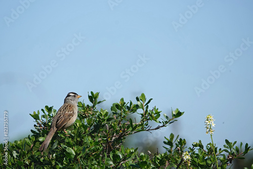 Closeup on a White-crowned Sparrow bird, Zonotrichia leucophrys, sitting in the top of a shrub photo