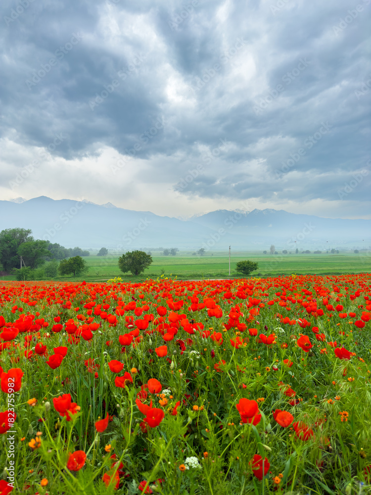 Poppy field in the mountains against a dramatic sky. Kyrgyzstan. Natural landscape Poppy field in the mountains against a dramatic sky. Kyrgyzstan. Natural landscape