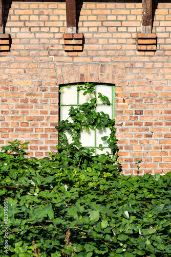 Window behind vines photo