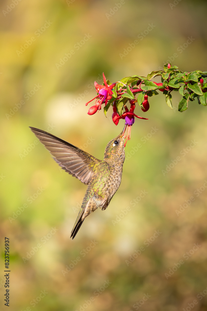 Fototapeta premium hummingbird feeding on flower