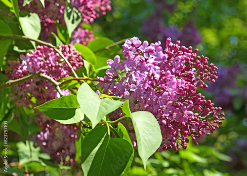 Syringa vulgaris "Paul Hariot", variety of lilac, in spring