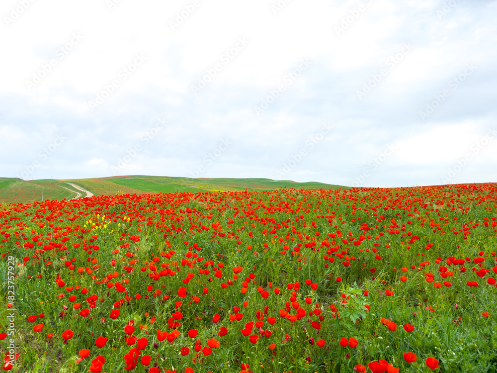 Poppy field in the mountains against a dramatic sky. Kyrgyzstan. Natural landscape Poppy field in the mountains against a dramatic sky. Kyrgyzstan. Natural landscape