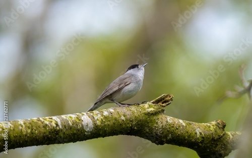 Blackcap 