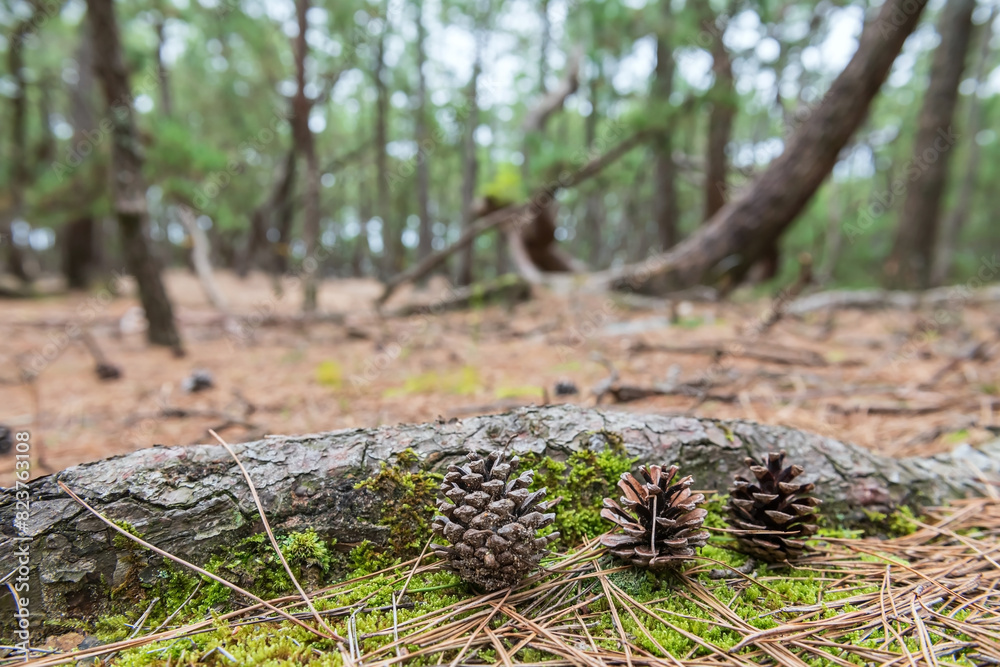 Obraz premium 3 Pine cones by tree root at Niji no Matsubara grove in Karatsu, Japan