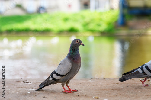A flock of city Pigeon's feeding, living and breeding in communities. Bright iridescent, colourful plumage, 