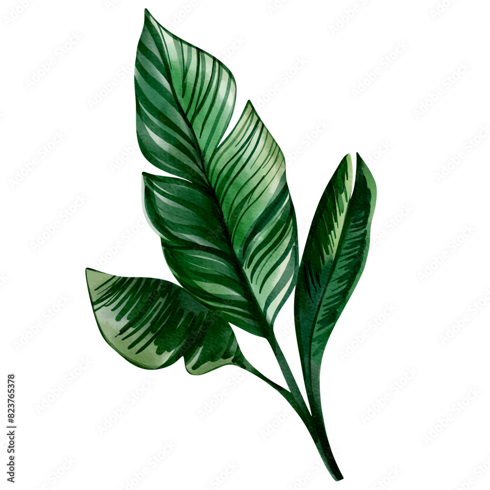 Watercolor tropical leaf. Exotic foliage. Floral illustration. Watercolor jungle