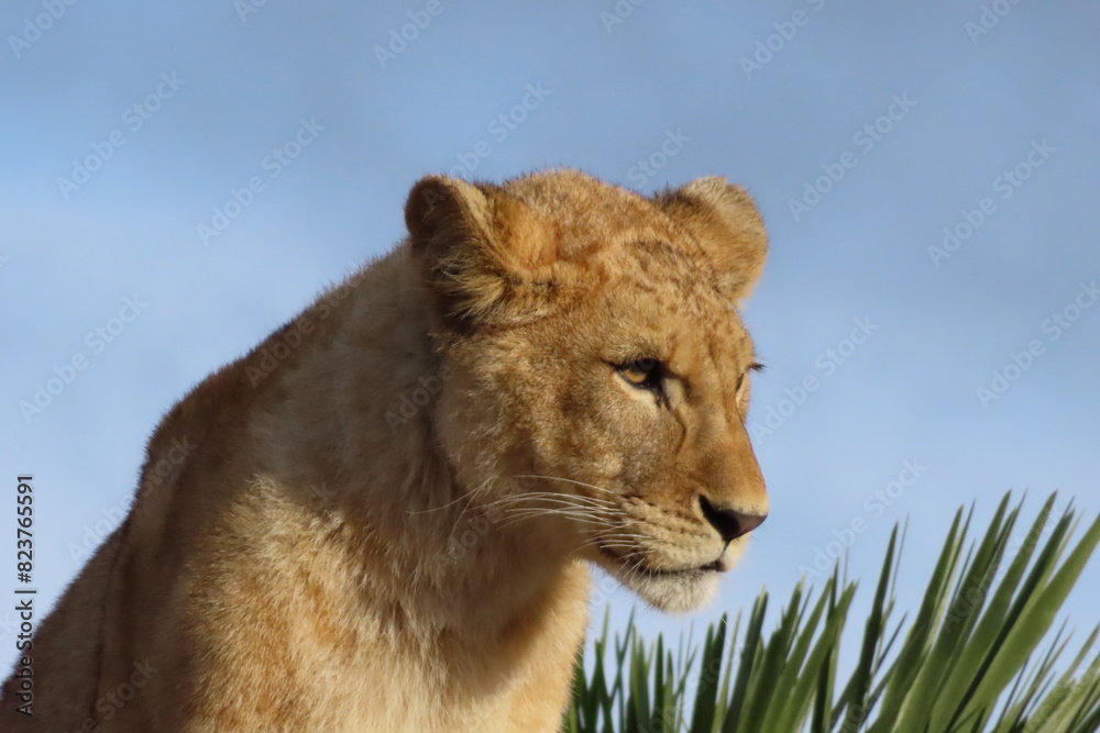 Obraz premium Lioness staring in one direction. In the background, the sky is blue, with some green colors of nature