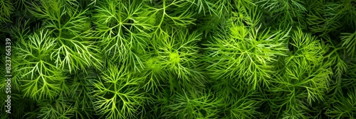 Dill sprig texture background, fresh fennel twigs pattern, raw herb plant bunch banner, fragrant dill leaves photo