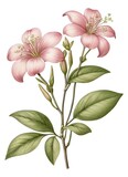 Magnolia flowers. Vintage botanical illustration.
