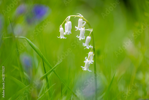 Selective focus of white bluebells flowers in the garden, Hyacinthoides non-scripta is a bulbous perennial plant, A flowering plant in a family of Asparagaceae, Nature floral pattern background. photo