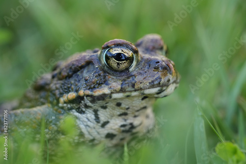 Closeup on an adult Western toad, Anaxyrus or Bufo boreas sitting on the grass photo