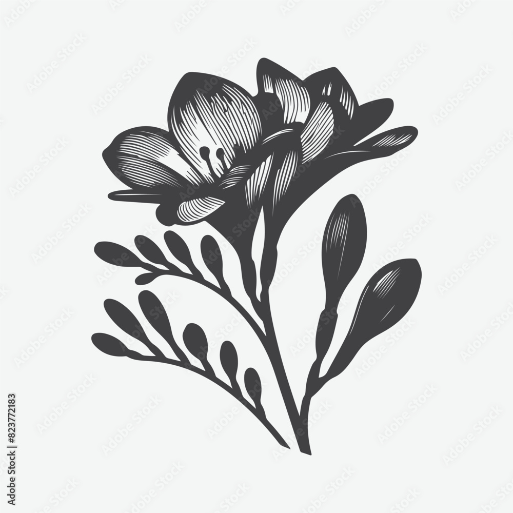 Freesia Sketch Freesia Sketch