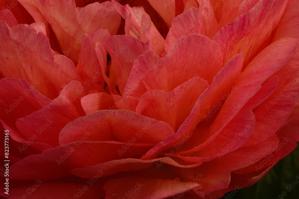Pfingstrosenblüte Pfingstrosenblüte