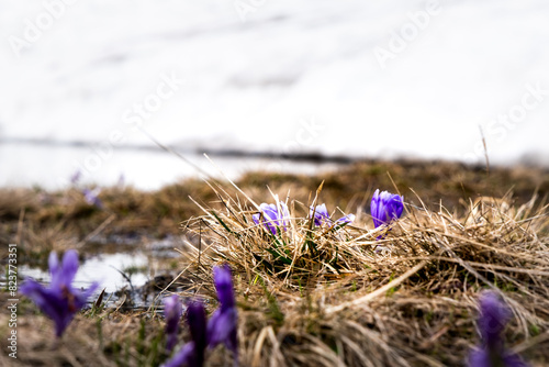 field of crocus at Сarpathians Ukraine 06.05.2024 afternoon shoot  photo