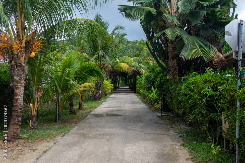 Beautiful vegetation surrounding dirt road on Ladigue Beautiful vegetation surrounding dirt road on Ladigue