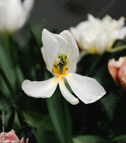 Open white tulip with rain drops on it photo