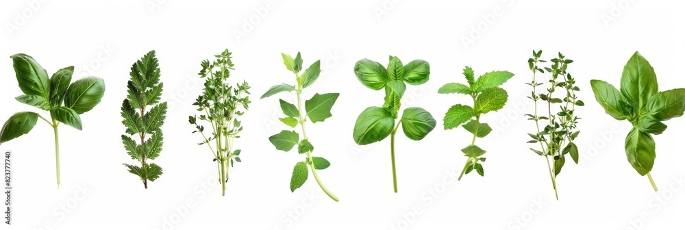 Fresh herbs set isolated, parsley, basil leaves, thyme, mint seasoning, raw green condiment sprig collection