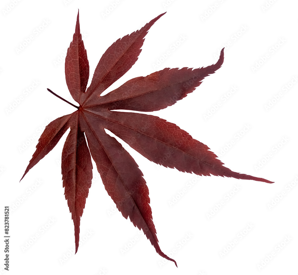 Dark red maple leaf in autumn colors, isolated image, transparent background

