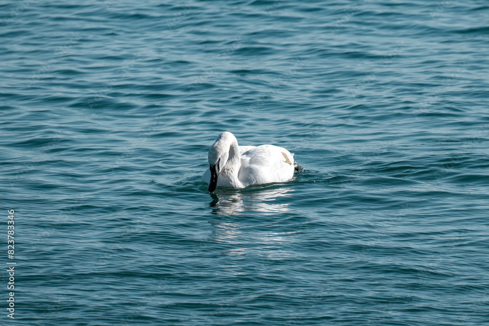 Fototapeta premium swan on the lake