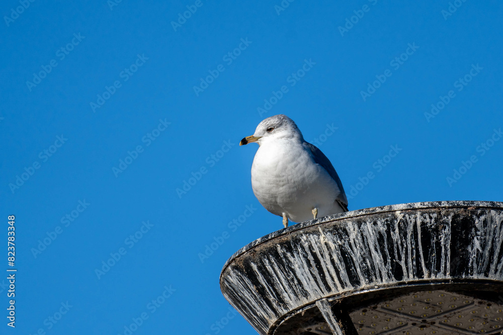 Obraz premium seagull on a post