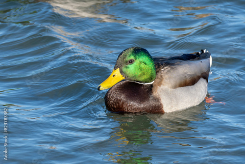 duck in water