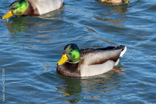 duck in water