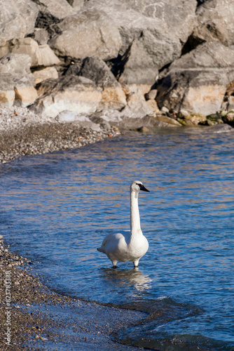 swans on the lake