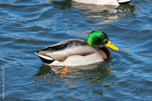 duck on the water
