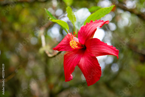 Hibiscus rosa sinensis, known colloquially as Chinese hibiscus, China rose, Shoeblack plant. Tropical hibiscus. Flowering plant with large petals contrasted against green foliage. Close up flower photo