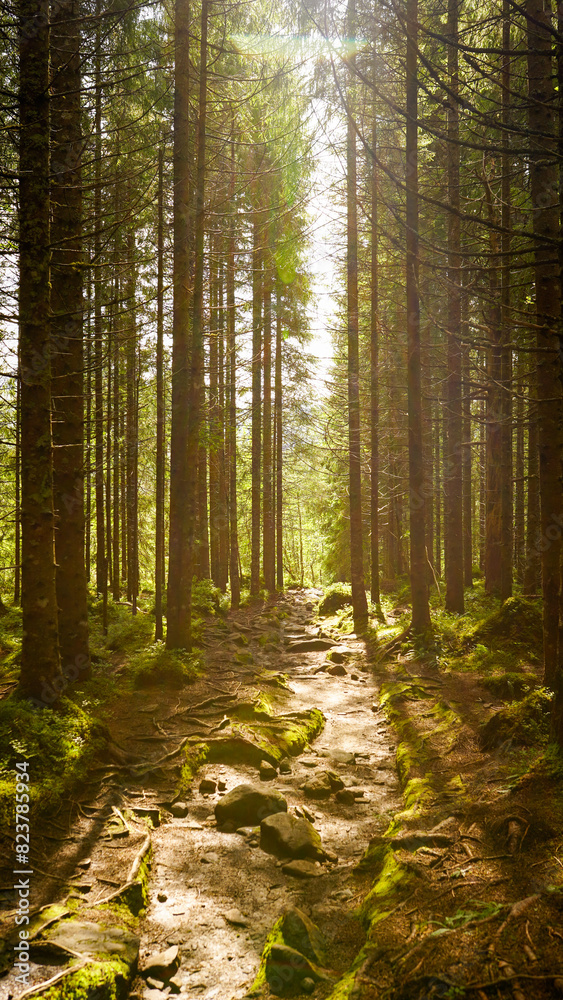 Obraz premium Misty forest in norway