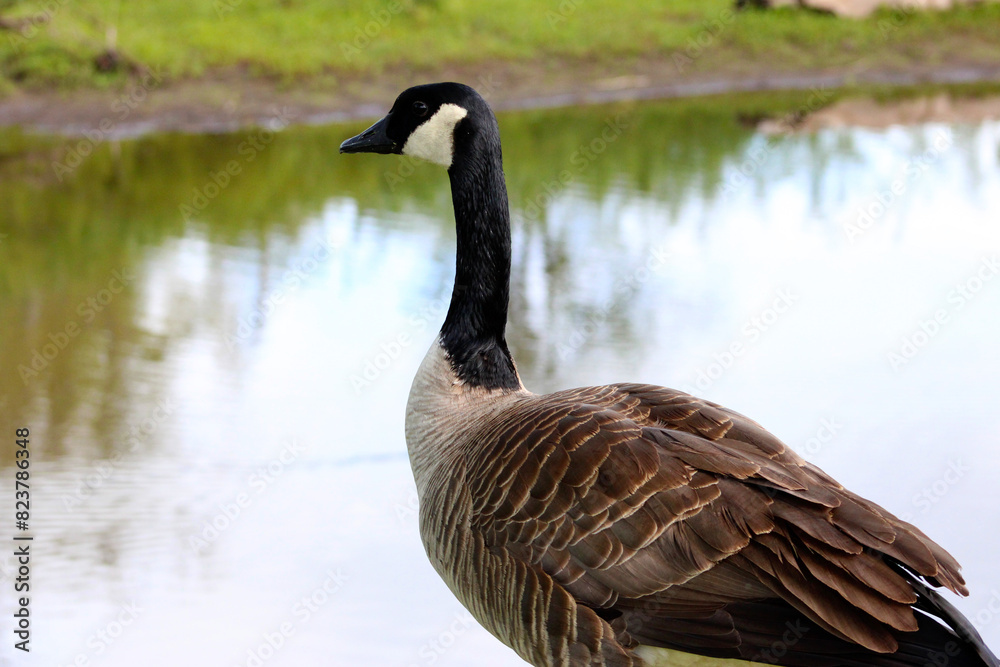 Obraz premium Canada Goose on Water 01